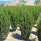 Саджанці Тиса ягідного Хіллі (Taxus baccata Hillii) С20, фото 2