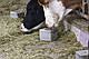 Сіль-лізунець для дойних корів "CALPHOS BLOCK" 2 кг (ROYAL ILAC, Великобританія-Туреччина), фото 4
