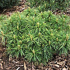 Саджанці Сосни Веймутової Гранд Хаггер (Pinus strobus Ground Hugger) С4, фото 2