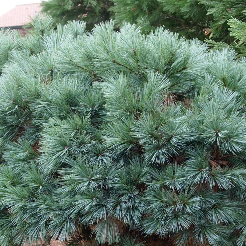Саджанці Сосни Веймутової Мері Батлер (Pinus strobus Mary Butler) С4