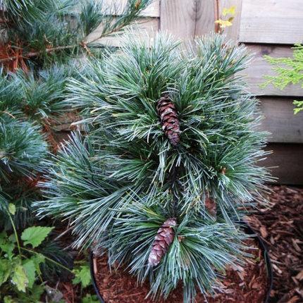 Саджанці Сосни Веймутової Смокі Холлоу (Pinus strobus Smokey Hollow) С4