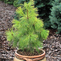 Саженцы Сосны веймутовой Пасифик Санрайз (Pinus strobus Pacific Sunrise) С4