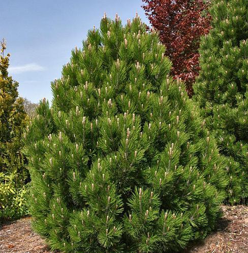 Саджанці Сосни білокорої гельдрейха Малинки, 4-х річна (Pinus leucodermis (heldreichii) Malinki) С3