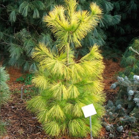 Саджанці Сосни веймутової Луї (Pinus strobus Lui) С7.5