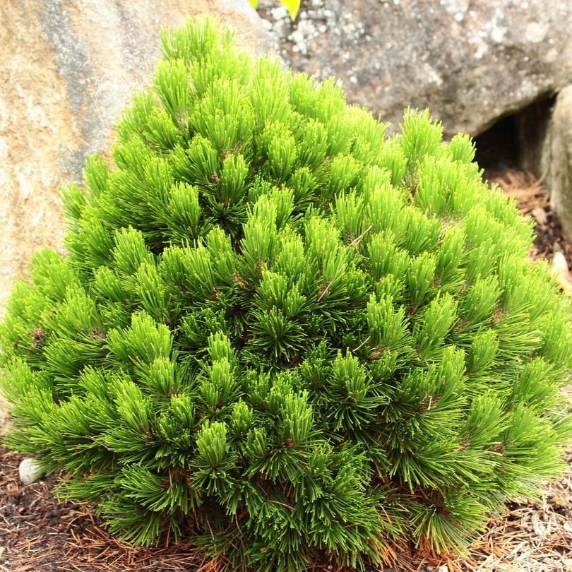 Саджанці Сосни білокора гельдрейха Шмидти, 4-х річна (Pinus leucodermis (heldreichii) Smidtii) С3