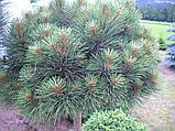 Сосна жовта Діксі/Pinus ponderosa 'Dixie' С10/Н20-30, фото 3