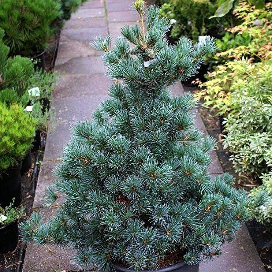 Саджанці Сосни дрібноквіткової Негіші, 4-х річна (Pinus parviflora Negishi) С3