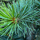 Саджанці Сосни дрібноквіткової Негіші, 4-х річна (Pinus parviflora Negishi) С3, фото 2