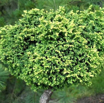 Саджанці Кипарисовика горохоплодного Спаанс Канонбол на штамбі (Chamaecyparis pisifera Spaan's Cannonball)