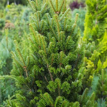 Саджанці Ялиці білої Пирамидалис (Abies alba Piramidalis)