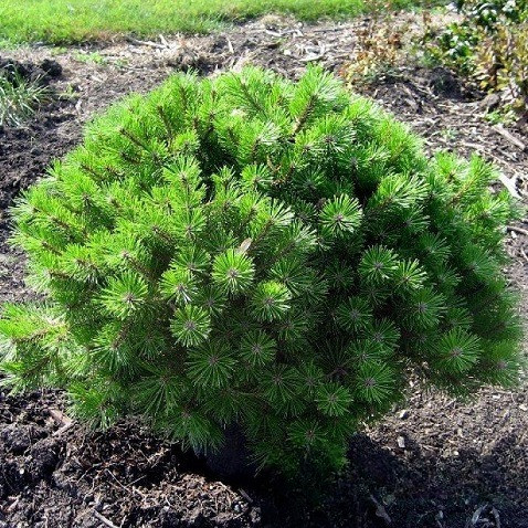 Саджанці Сосни густоквіткової Кім, 4-х річна (Pinus densiflora Kim) С3