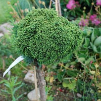 Саджанці Кипарисовика Лавсона Брегеон (Chamaecyparis lawsoniana Bregeon)