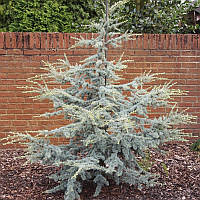 Саджанці Кедр цукровий Фрост, 3-х річний (Cedrus atlantica Sahara Frost) С3
