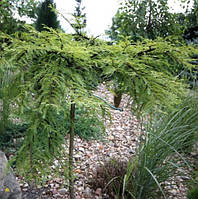 Саджанці Метасеквойя китайська Міс Грейс, 4-х річна (Metasequoia Miss Grace) С3