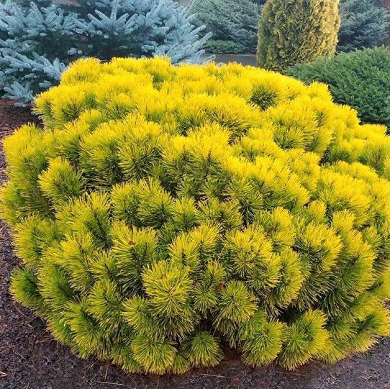 Саджанці Сосни гірської Карстен (Pinus mugo Carsten) С20
