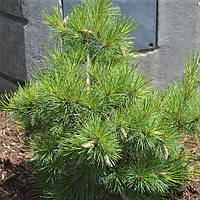 Саджанці Сосни Веймутової Гранд Хаггер (Pinus strobus Ground Hugger)