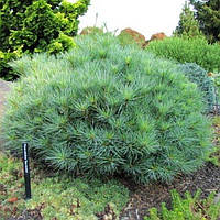 Саджанці Сосни веймутової Блю Шег (Pinus strobus Blue Shag) С4