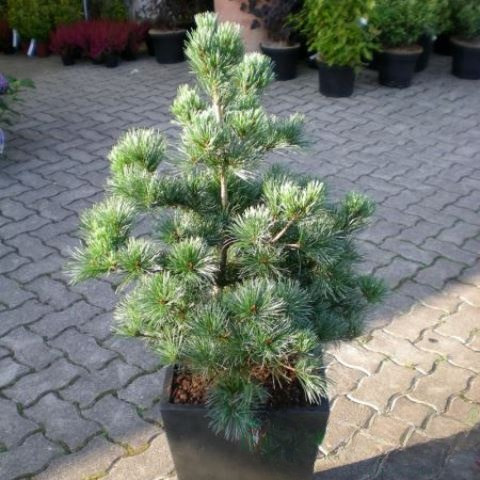 Саджанці Сосни дрібноквіткової Темпельгоф, 4-х річна (Pinus parviflora Tempelhof) С3