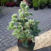 Саженцы Сосны мелкоцветковой Темпельгоф (Pinus parviflora Tempelhof) С3