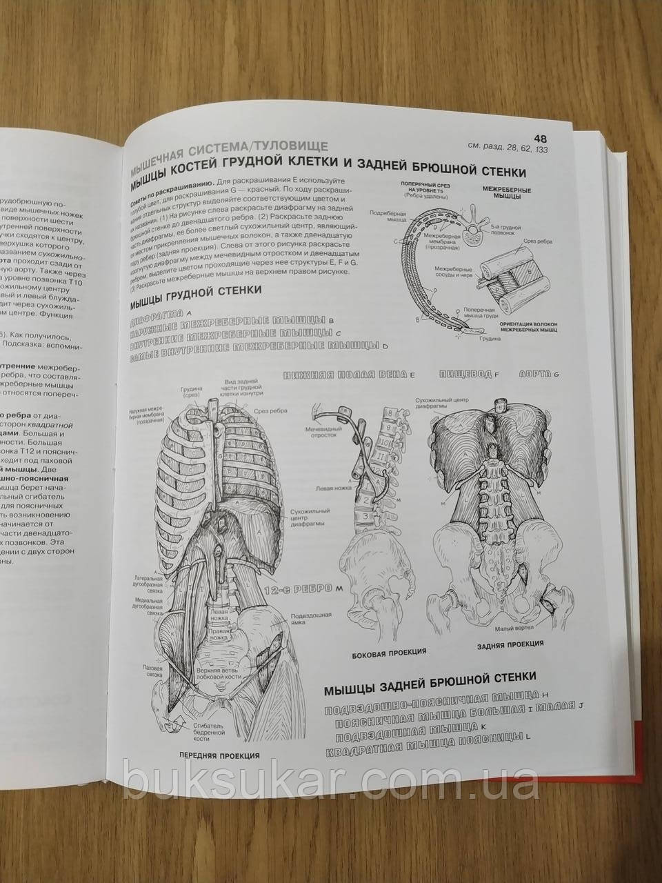 Книга Анатомия человека. Атлас-раскраска (ID#1525917314), цена: 1600 ...