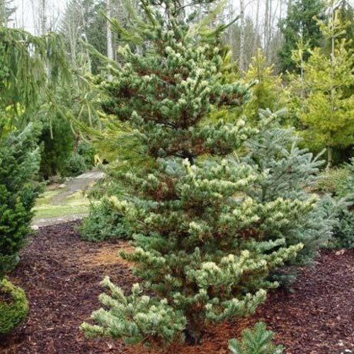 Саджанці Сосни мілкоквіткової Фукай, 4-х річна (Pinus parviflora Fukai) С3