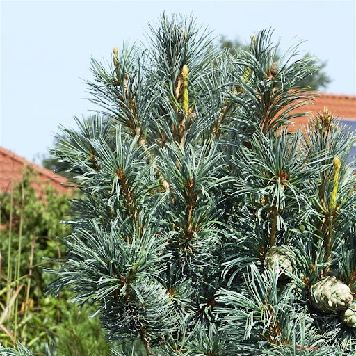 Саджанці Сосни мілкоквіткової Блуер Енжел, 4-х річна (Pinus parviflora Blauer Engel) С3