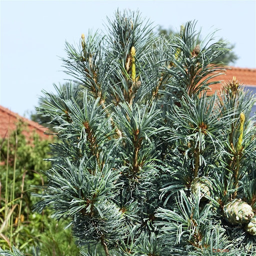 Саженцы Сосны мелкоцветковой Блуер Энжел (Pinus parviflora Blauer Engel) С3 - фото 1 - id-p1525921885