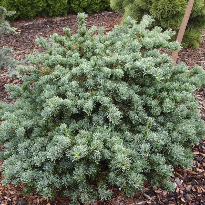 Саженцы Сосны мелкоцветковой Блуер Энжел (Pinus parviflora Blauer Engel) С3 - фото 3 - id-p1525921885