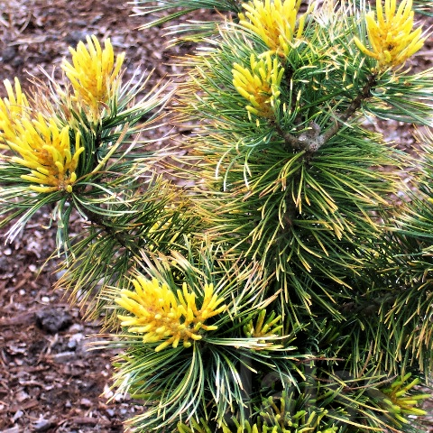 Саджанці Сосни дрібноквіткової Голділокс, 4-х річна (Pinus parviflora Goldilocks) С3