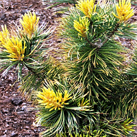 Саженцы Сосны мелкоцветковой Голдилокс (Pinus parviflora Goldilocks) С3