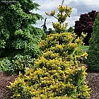 Саджанці Сосни дрібноквіткової Голділокс, 4-х річна (Pinus parviflora Goldilocks) С3, фото 2