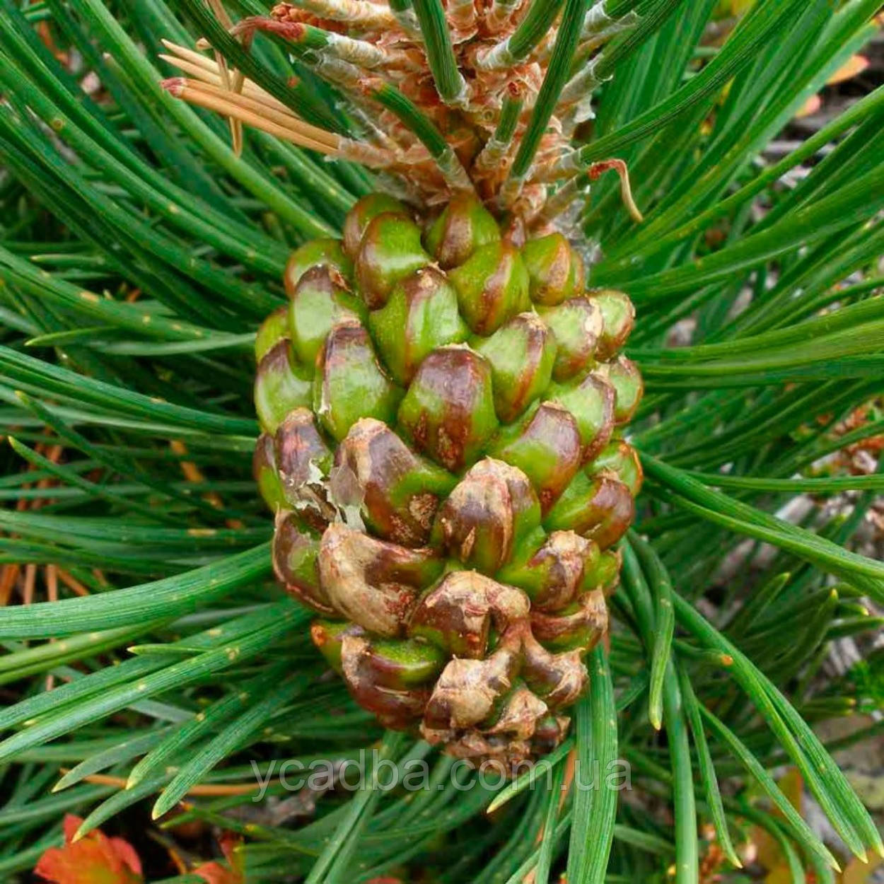 Сосна гачкова (горщик 0,5л), фото 1