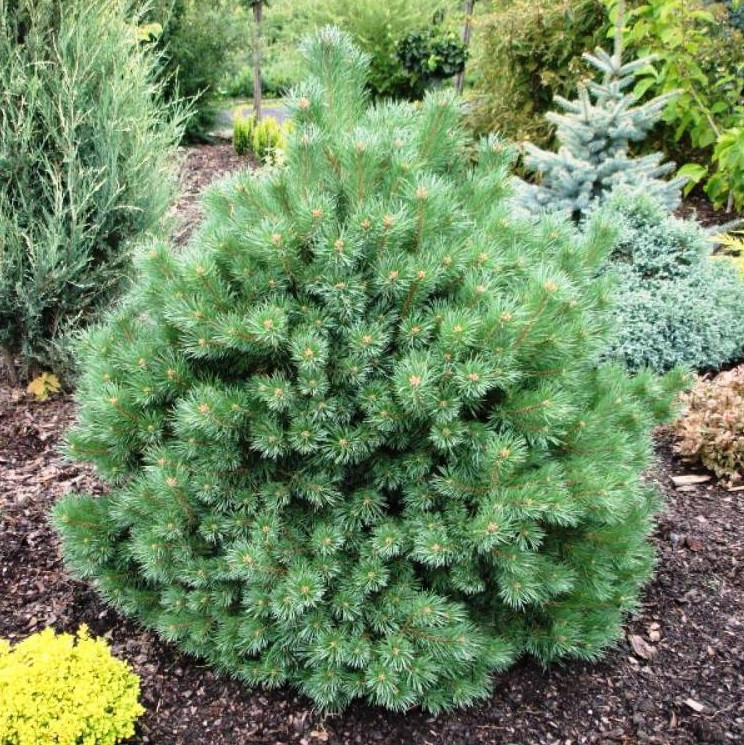 Саджанці Сосни звичайної Сандрингем (Pinus sylvestris Sandringham) С4