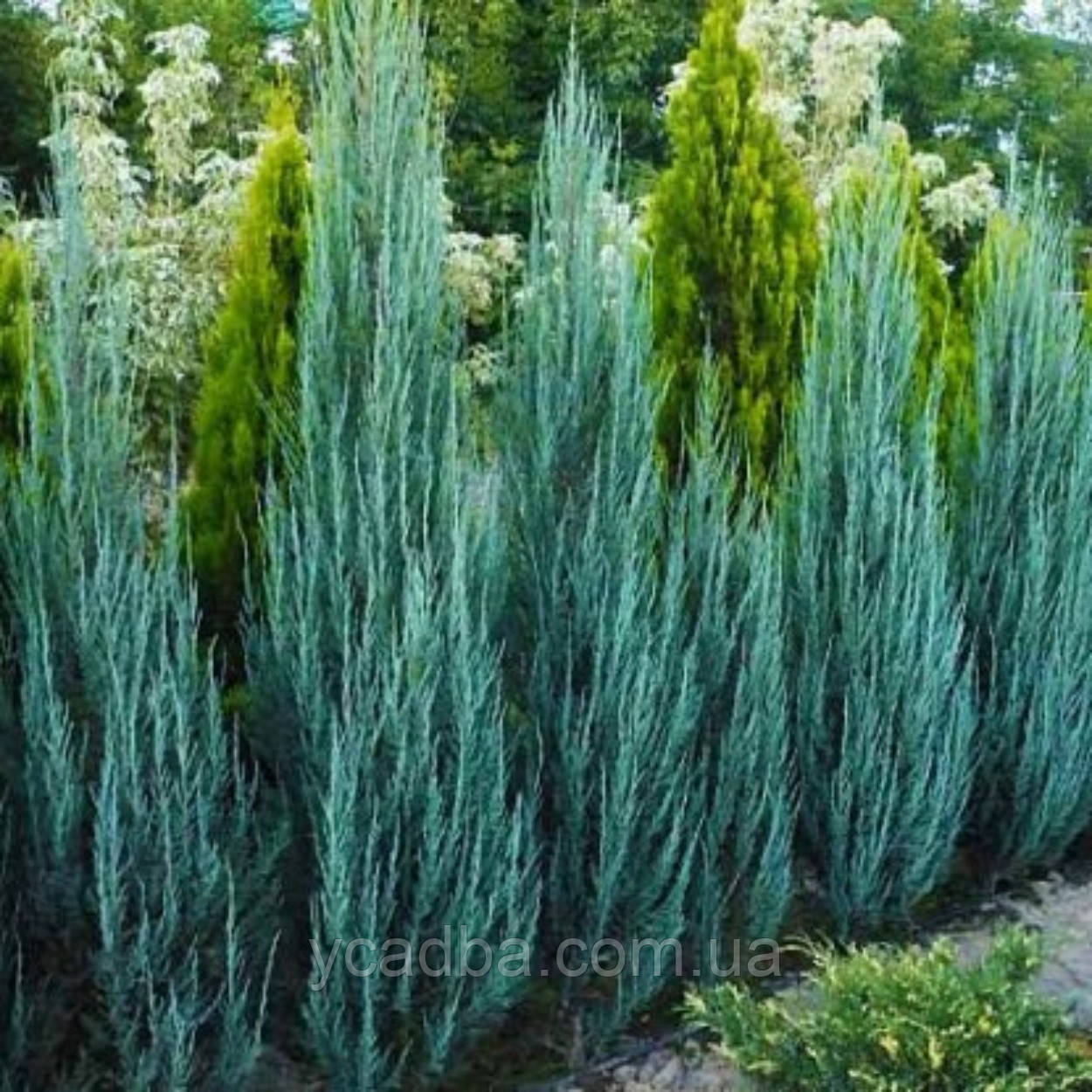 Ялівець скельний Блю Ерроу (горщик 0,5л), фото 1