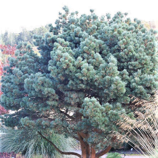 Саджанці Сосни звичайної Блю Скай (Pinus sylvestris Blue Sky) С4