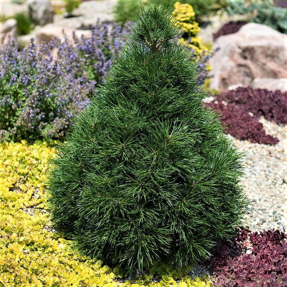 Саджанці Сосни звичайної Грін Пінгвін, 4-х річна (Pinus sylvestris Green Penguin) С3
