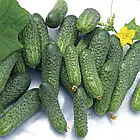 Профсемена. Насіння огірка Нейліна F1, 10 се, фото 2