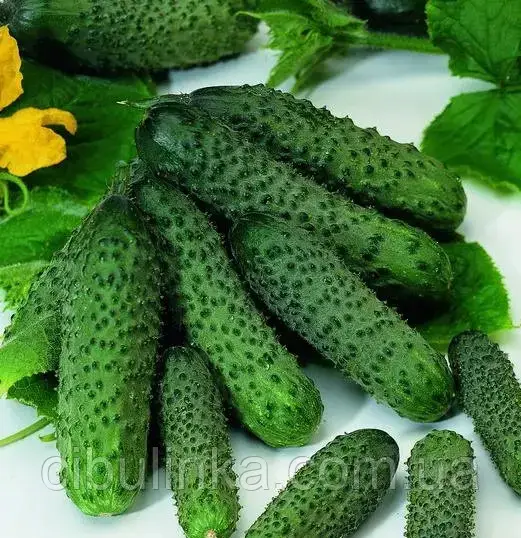 Огірок Пасалімо F1 Syngenta/Нідерланди 10 шт, фото 1