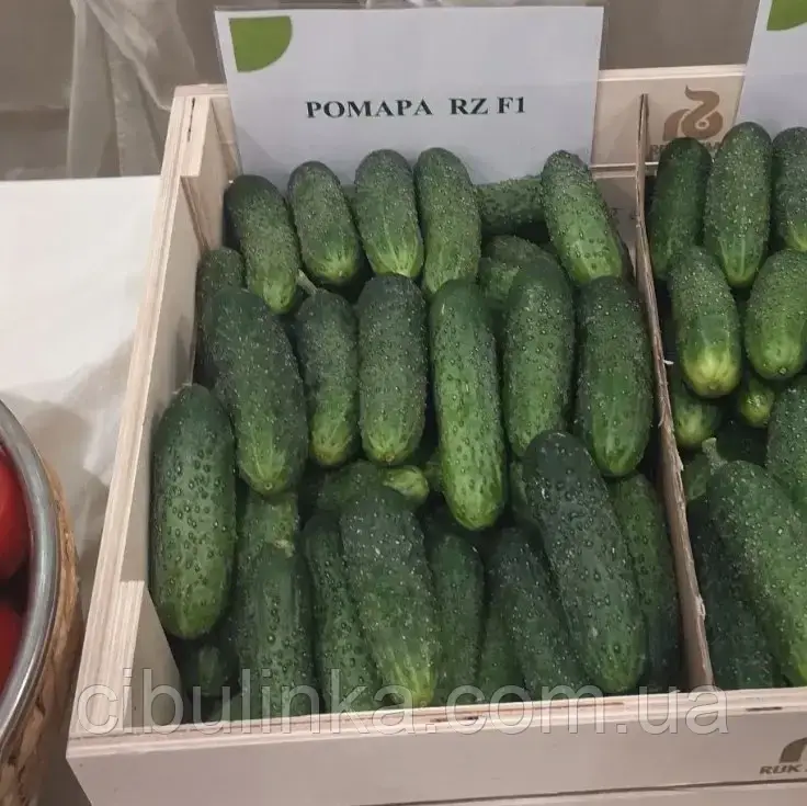 Насіння огірка Ромара F1, 10 шт Rijk Zwaan, Нідерланди, фото 1