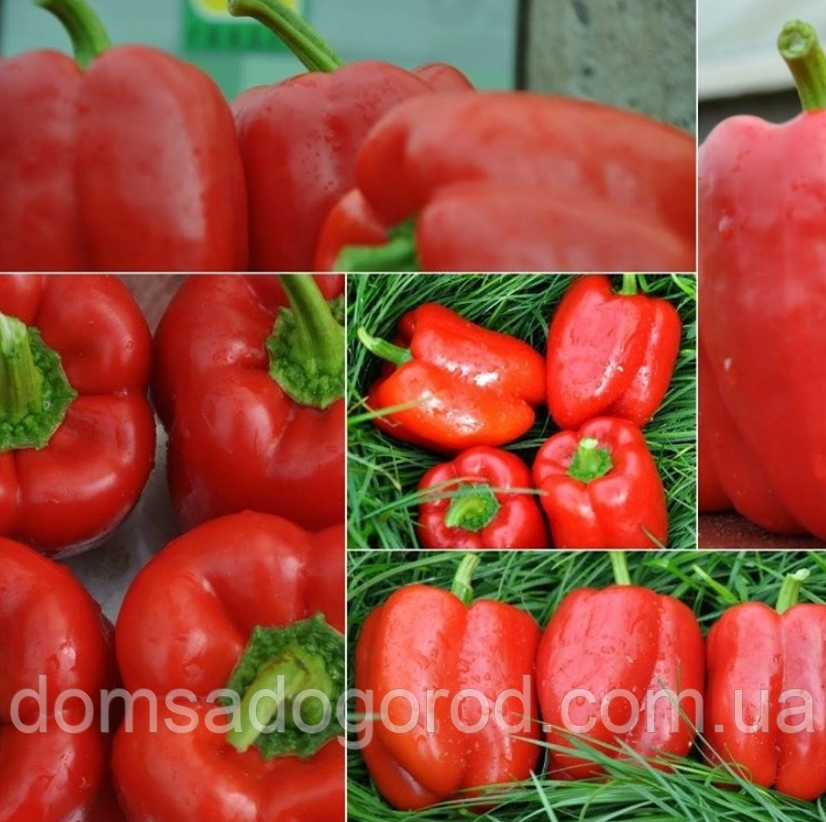 Перець ДЕНИЗ  F1 | DENIZ F1 Yuksel 100 шт
