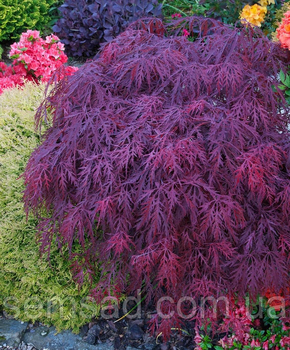 Клен пальмолистий Кримсон Квін \ Acer palmatum Crimson Queen ( саджанці 3 роки 50-60см )