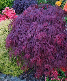 Клен пальмолистий Кримсон Квін \ Acer palmatum Crimson Queen ( саджанці 3 роки 50-60см )