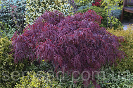 Клен пальмолистий Кримсон Квін \ Acer palmatum Crimson Queen ( саджанці 3 роки 50-60см ), фото 2