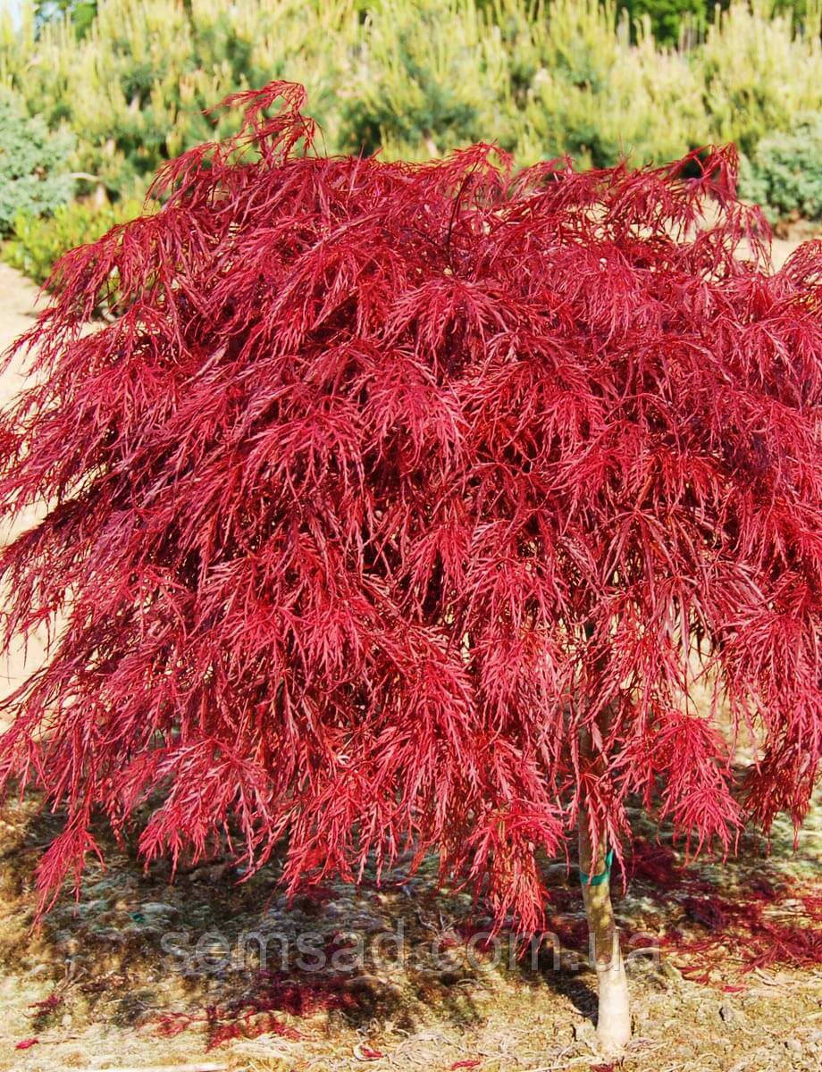 Клен пальмолистий Дисектум Гарнет \ Acer palmatum ( саджанці 3 роки  50-60см )