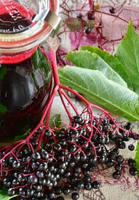 Бузина Eldelberry Sambucus