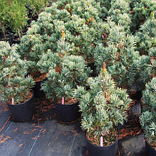 Сосна японська Гімборнс Ідеал / h 40-50 / Pinus Gimborn's Ideal