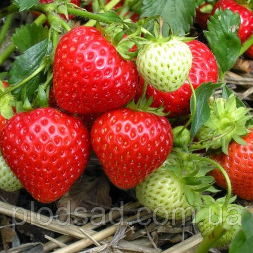 Полуниця Портола