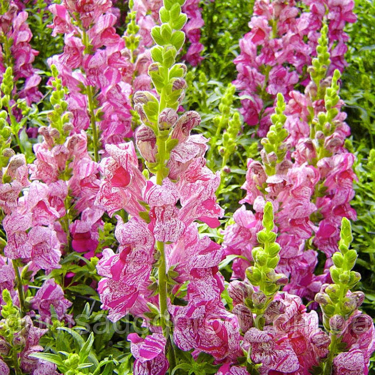 Ротики садові | Antirrhinum majus Purple Twist PanAmerican 1000 seed