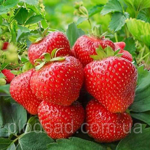 Полуниця Вайбрант