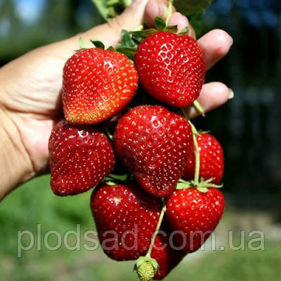 Полуниця Кабрілло